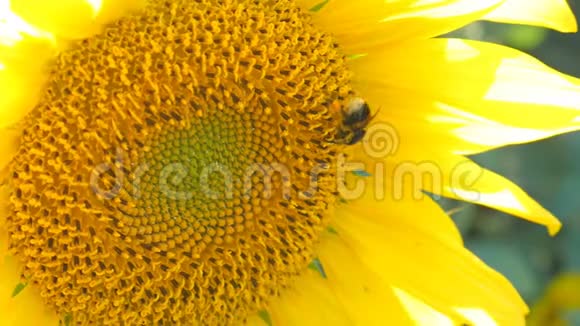 向日葵工作蜂晴天关闭自然能源有机农业清洁农场户外蜂蜜花粉蜂视频的预览图