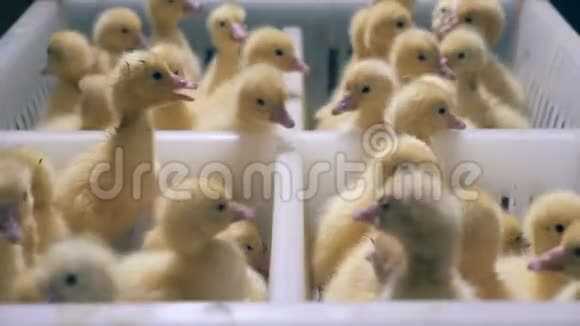 黄鸭子坐在一起合拢小鸭子坐在一个白色的盒子里视频的预览图