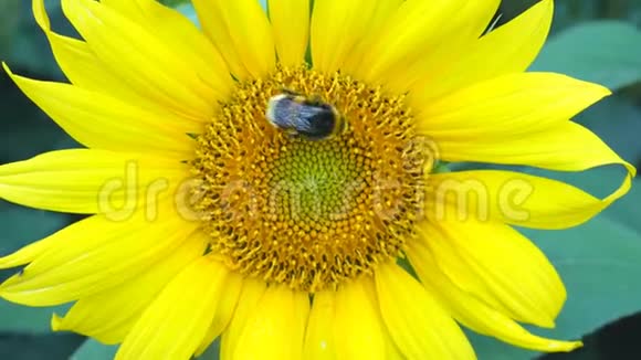 向日葵工作蜂晴天关闭自然能源有机农业清洁农场户外蜂蜜花粉蜂视频的预览图