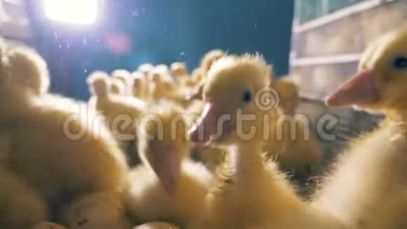 小鸭子坐在一个盒子里关门许多小鸭子在农场里坐在灯光背景下的盒子里视频的预览图