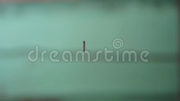 小毛毛虫挂在绿色背景上的一串蜘蛛网上视频的预览图