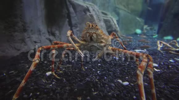 水族馆中的日本蜘蛛蟹视频的预览图