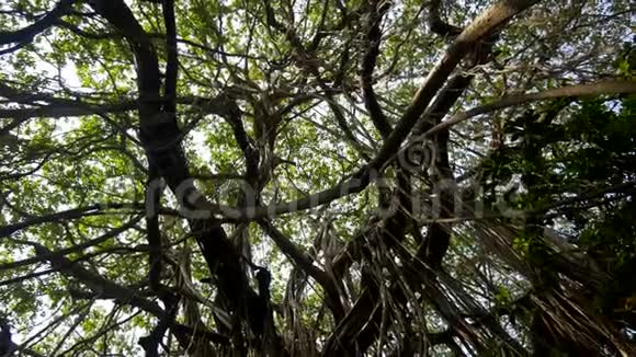 潮湿的外来植物和茂密热带雨林荒野中的树木上扭曲的藤本植物视频的预览图