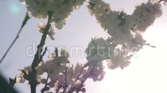 蜜蜂在一棵开花的树上飞翔在阳光的照射下它开着白花视频的预览图