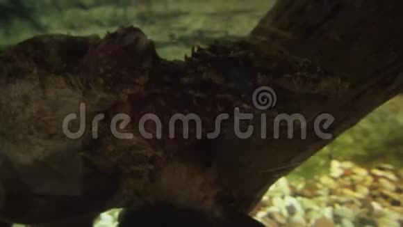 奇丽达是海龟家族的股票录像视频的预览图