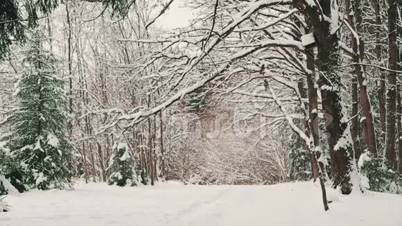 十二月降雪后橡树林的冬季视频的预览图