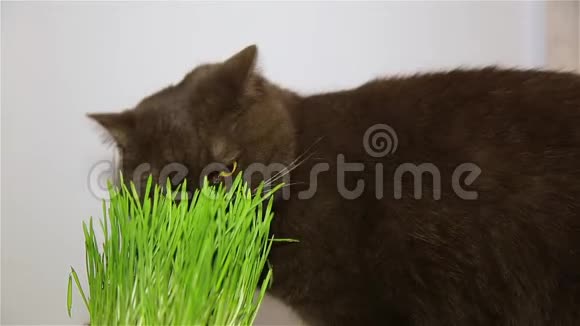 英国品种的猫得到咀嚼青草的维生素视频的预览图