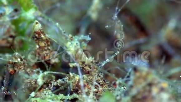 白眼骷髅虾Protellasp在祖鲁海的沙上1次视频的预览图