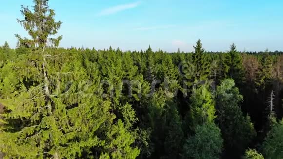 空中飞越松树林阳光照射在枝间视频的预览图