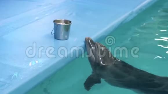 海豚在海豚馆游泳池等待新鲜的鱼吃视频的预览图