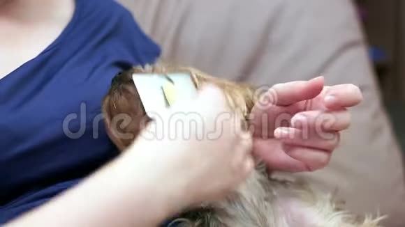 女性的双手特写梳理约克郡猎犬的头发视频的预览图