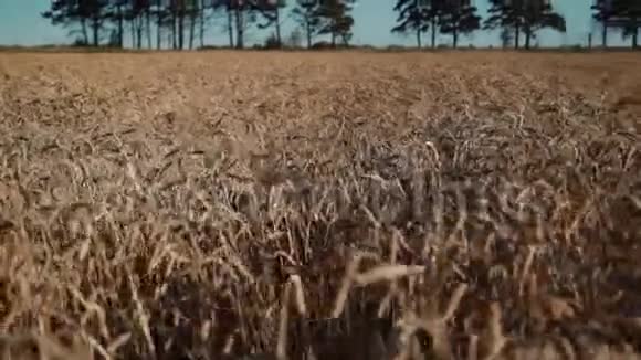 晴天小麦粮田谷物农业视频的预览图