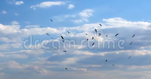 非洲秃鹫盘旋博茨瓦纳非洲野生动物视频的预览图