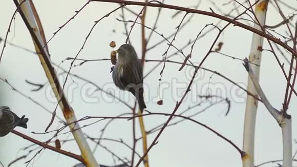 鸟红花坐在树枝上吃桦树的种子视频的预览图