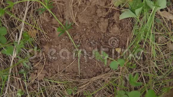 一个被摧毁的蚁丘的特写蚂蚁把幼虫拖到地下视频的预览图