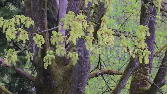 春天的绿花开在一棵大树上视频的预览图
