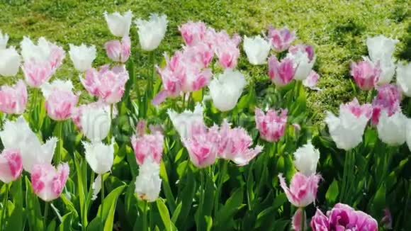 一个花坛上面有非常精致的白色和浅紫色的郁金香视频的预览图