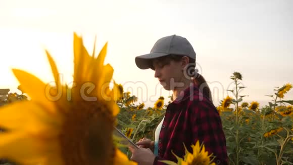 快乐的农夫日落时在向日葵田里拿着一块石碑工作一位农学家研究向日葵作物和视频的预览图