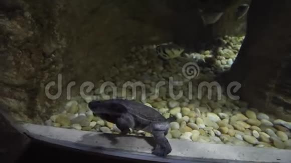 Chelodina统称为蛇颈海龟股票录像视频的预览图