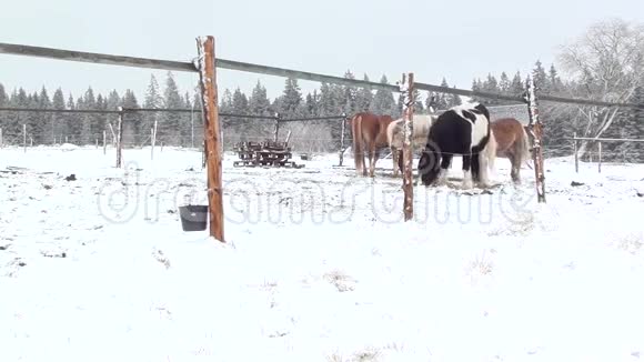 冬天的马视频的预览图