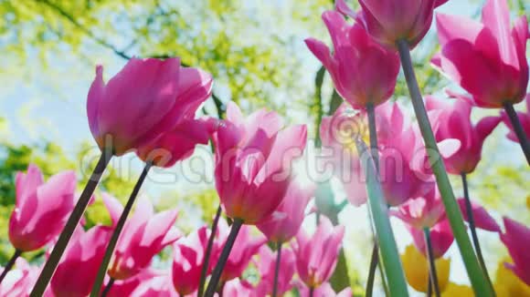 美丽的粉红色郁金香向太阳伸展阳光透过花朵的花瓣闪耀视频的预览图