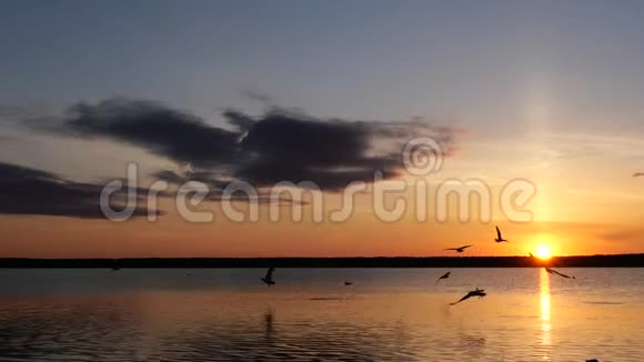 湖上彩霞满天海鸥飞过水面视频的预览图