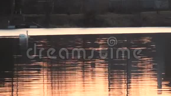 春天天鹅在湖面上的红色日落视频的预览图