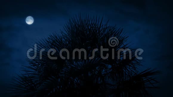 夜间热带刺桐视频的预览图