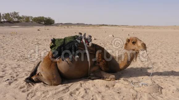 在炎热的沙漠里棕色的骆驼躺在沙子上沙漠中的一只野骆驼视频的预览图