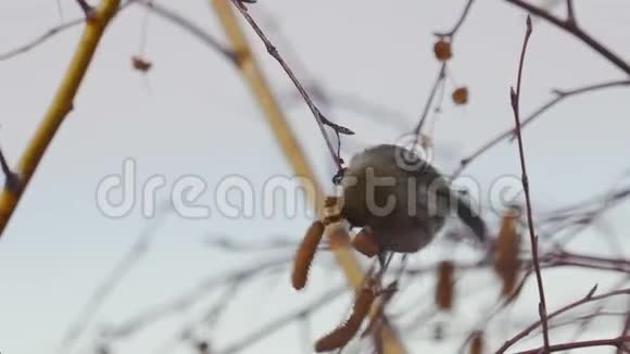 鸟红花棘坐在树枝上吃桦树的种子视频的预览图