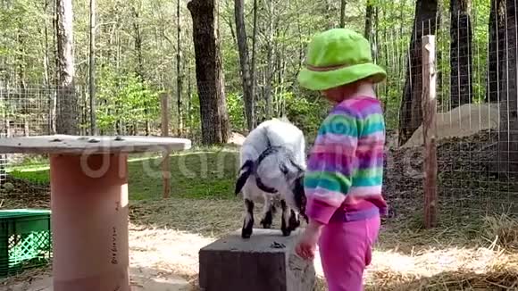 给山羊喂树叶的小女孩视频的预览图