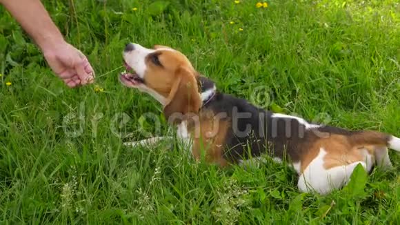 小猎犬玩耍吃着温柔的田野花视频的预览图