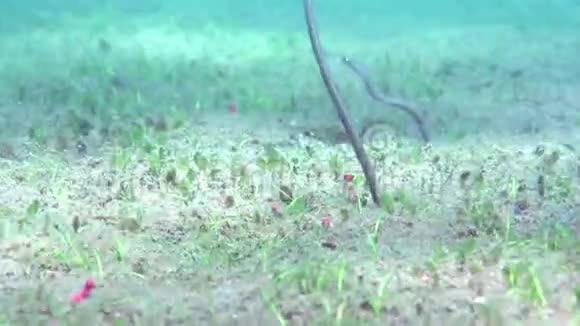 祖鲁海杜马盖特沙地泰勒园鳗鱼视频的预览图