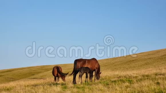 一家马在山上放牧喀尔巴阡山的爸爸妈妈和孩子视频的预览图