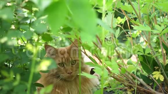 坐在花园灌木丛中的大姜猫缅因州视频的预览图