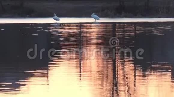 春天天鹅在湖面上的红色日落视频的预览图