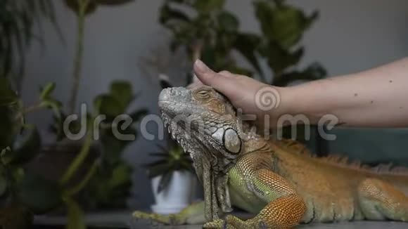 女孩在抚摸一只大蜥蜴紧紧抓住一个女孩的手抚摸一只爬行动物视频的预览图