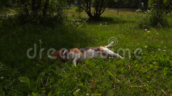 疲惫的比格狗把头放在阴凉的草地上热天视频的预览图