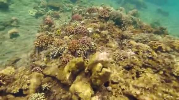 美丽的珊瑚礁和鱼在碧海的清水中游泳女人在面具和浮潜中浮潜水下视野视频的预览图