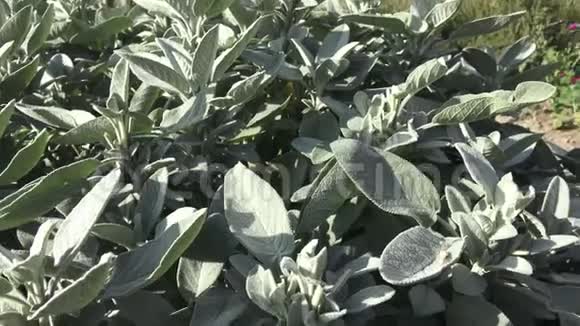 常见的鼠尾草植物芳香草本植物和香料花园里的沙文鱼香料和草药丹皮紫癜视频的预览图