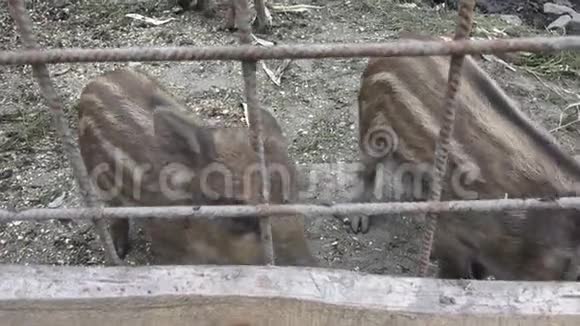 野猪小猪年轻的野猪小猪和他们的母亲视频的预览图
