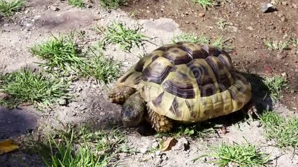 一只寿命已久的希腊乌龟或赫尔曼A的乌龟正在吃石头视频的预览图