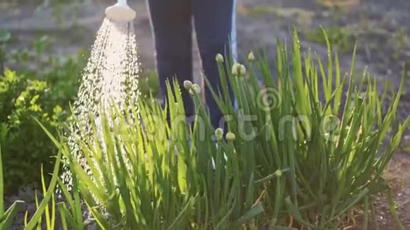 关闭花园里的农民浇水植物慢动作夕阳中的水滴视频的预览图
