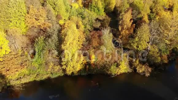 秋天的黄树在池塘的岸边从上面看俄罗斯视频的预览图