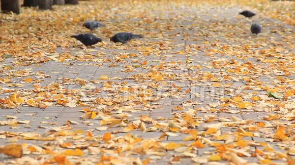 在人行道上行走的鸽子满是金色的落叶视频的预览图