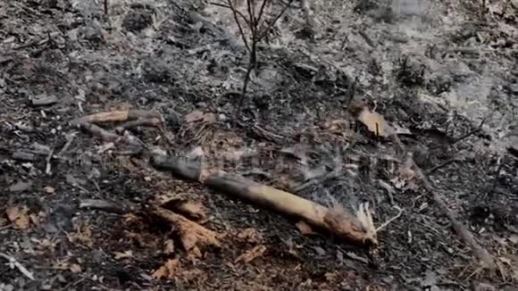 森林大火后灰烬冒烟视频的预览图
