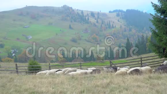 多雾的草地上的羊群视频的预览图