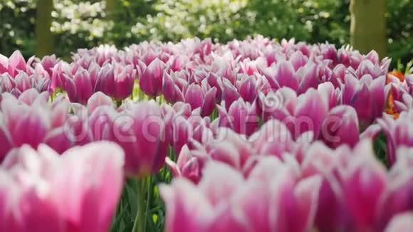 花坛有不寻常的紫白色郁金香视频的预览图