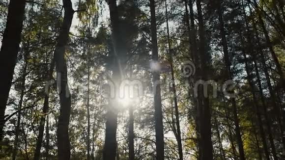在森林里黎明视频的预览图