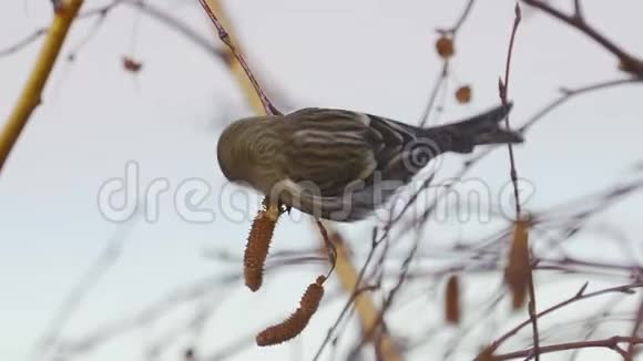 鸟红花棘坐在树枝上吃桦树的种子视频的预览图